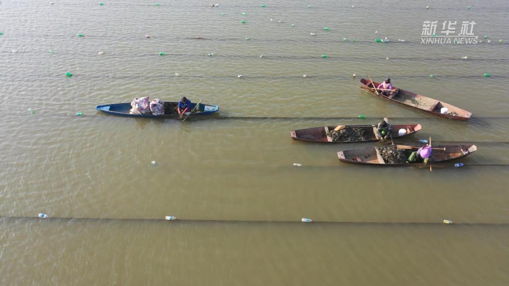 江苏泗洪:蚌塘荡漾“致富波”