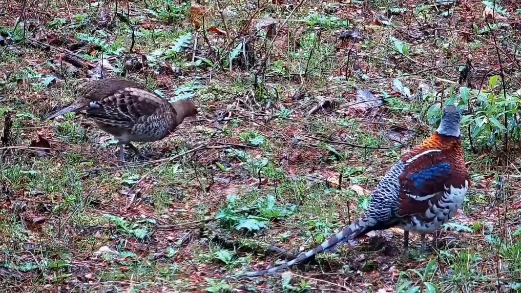 浙江清凉峰国家级自然保护区首次近距离拍摄到鸟中“国宝”
