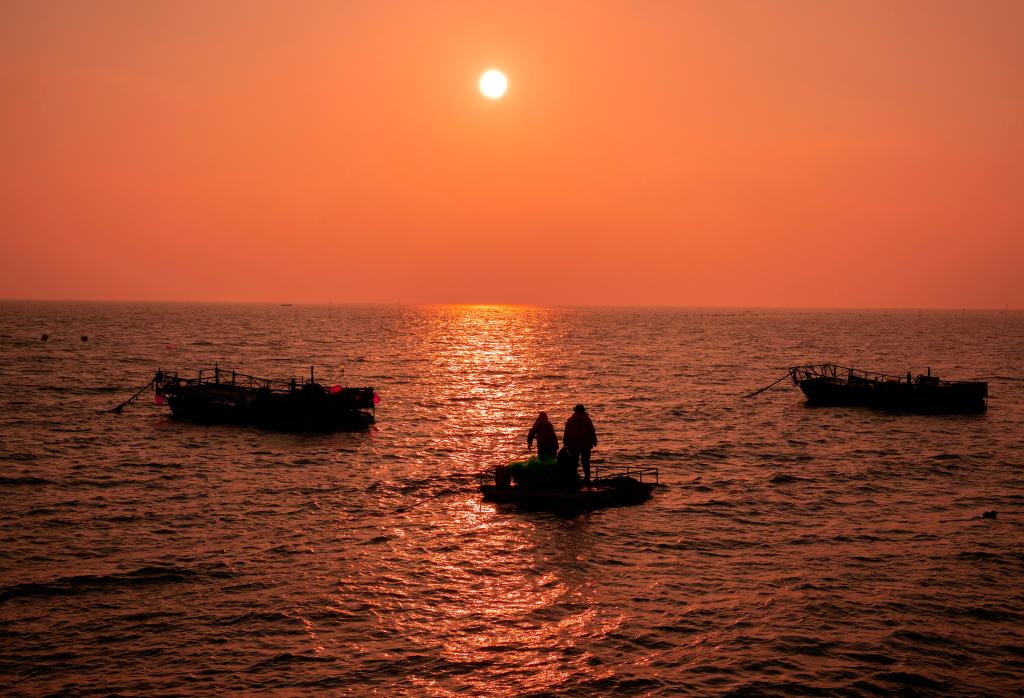 江苏如东：“水中软黄金” 海上捕捞忙