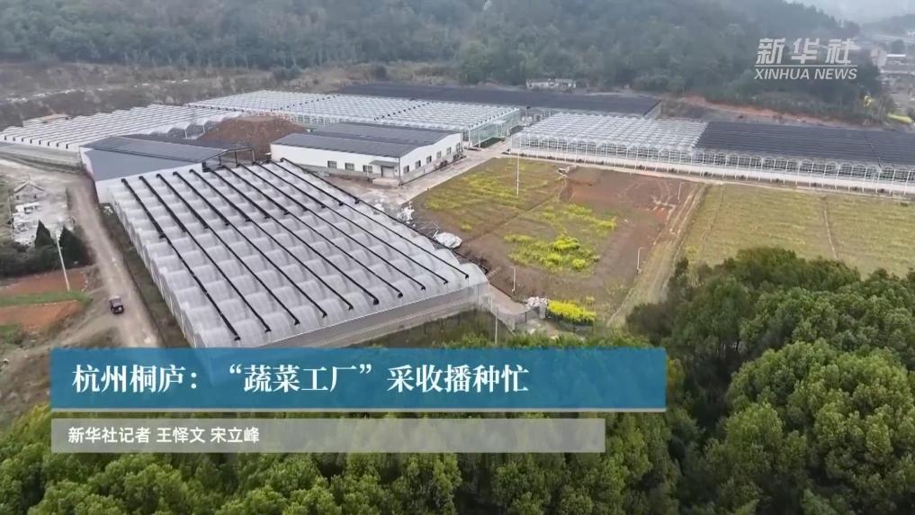 杭州桐庐：“蔬菜工厂”采收播种忙