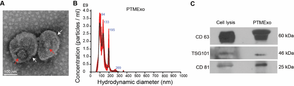 我国科研人员在干细胞里造“纳米送药车”