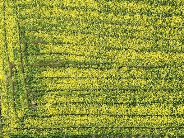 春天里的中国丨安徽肥东：沃野染新绿 春耕春管正当时