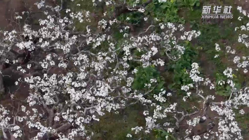 安徽砀山：一树梨花 满园春色