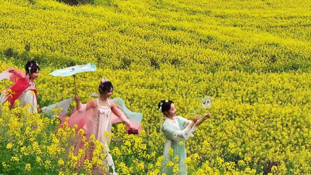 安徽黄山：梯田花海迎客来