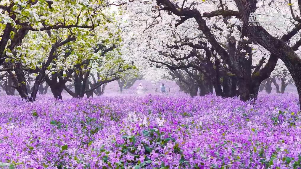 江苏宿迁：三台山500亩梨花进入盛花期