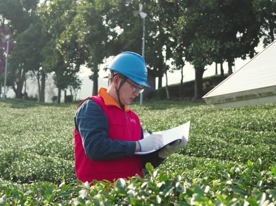 浙江丽水：电力护航春茶飘香