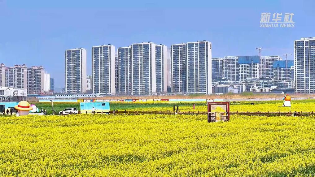 江苏淮安：千亩油菜花海盛放 春假亲子游持续升温