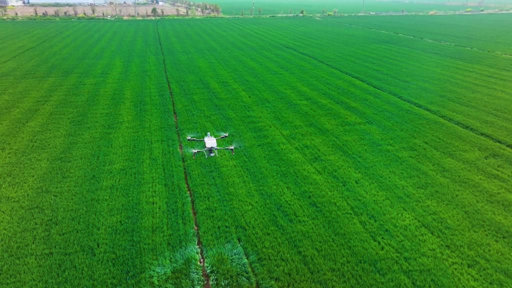 江苏徐州：给麦田做“体检”  无人机“智慧施肥”助力小麦拔节孕穗
