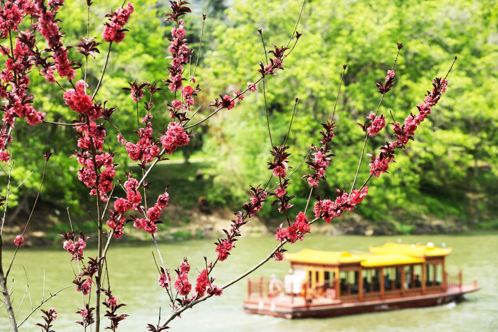 山河向暖 春色倾城