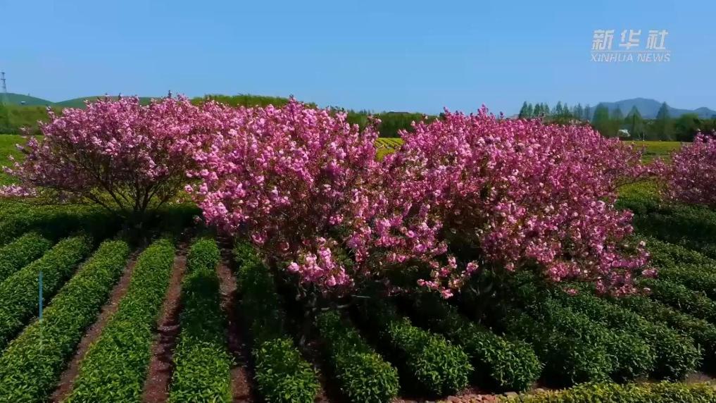 樱红茶绿 浙江长兴迎来最美采茶季