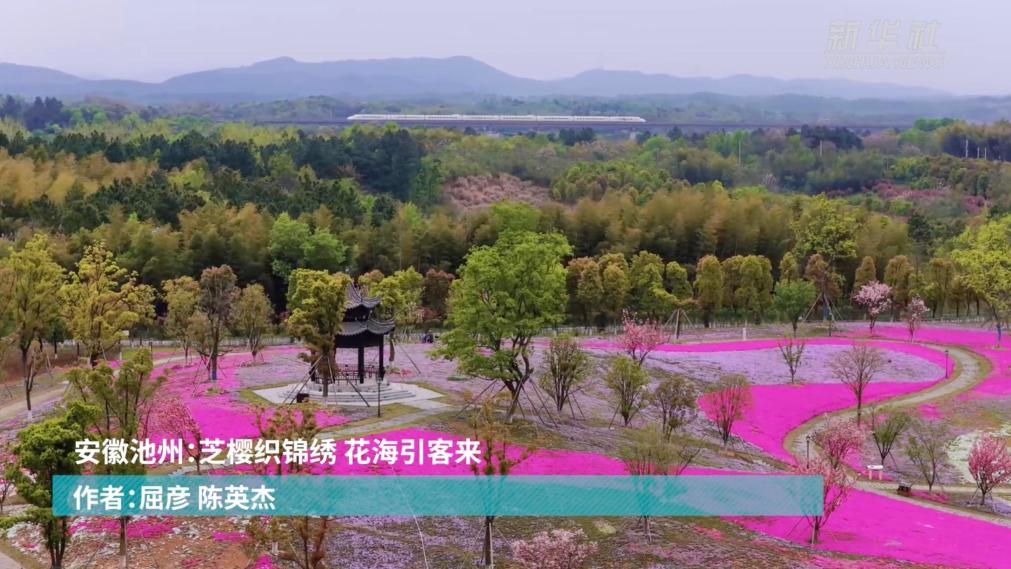 安徽池州：芝樱织锦绣 花海引客来