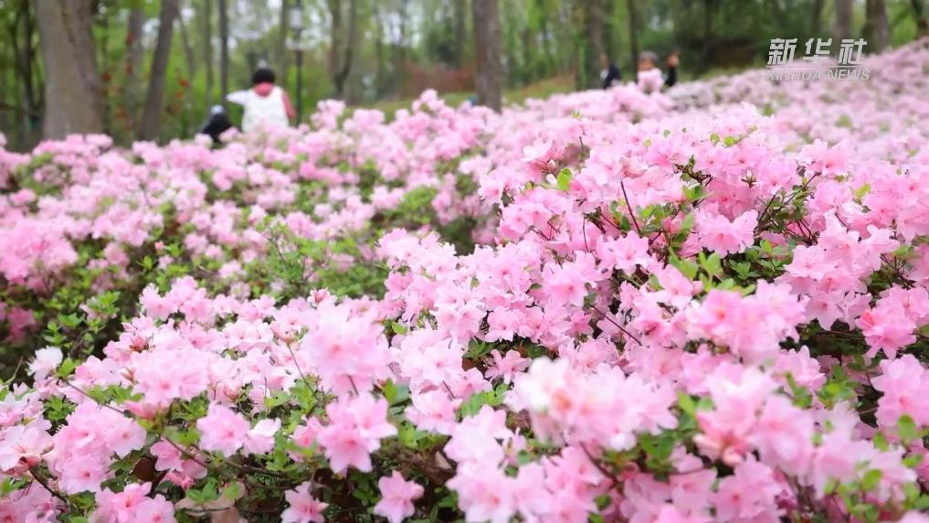 杭州余杭：又到杜鹃烂漫时