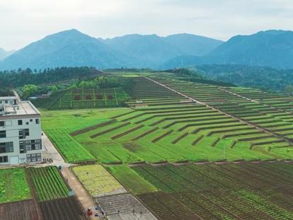 浙江金华：智慧电力赋能中药材焕发新生机