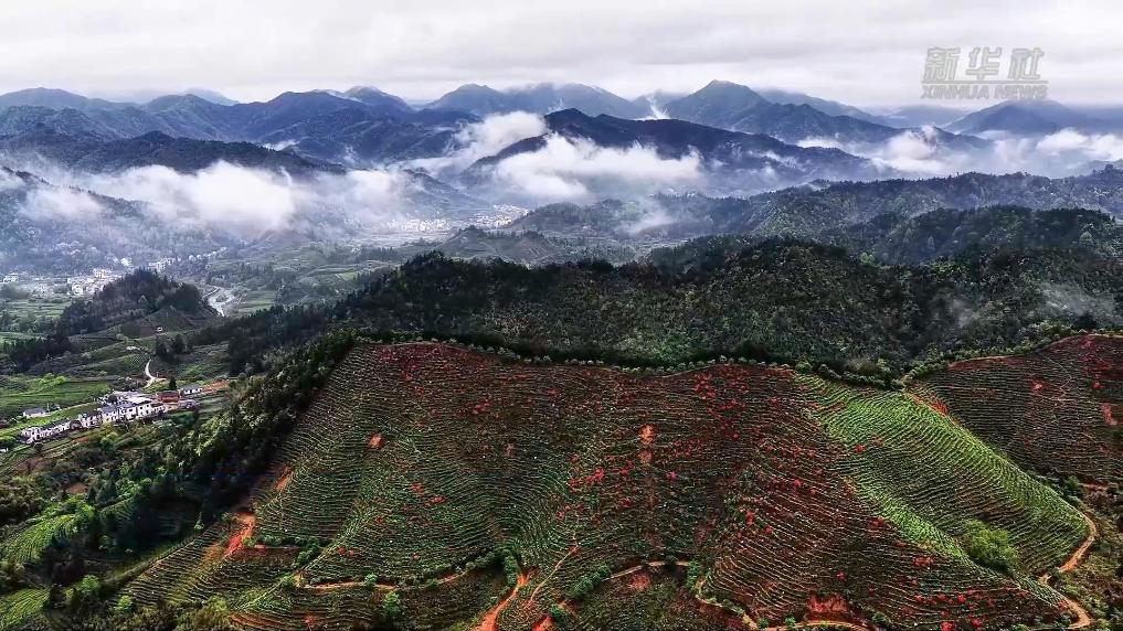 安徽休宁：茶绿花红绘春景