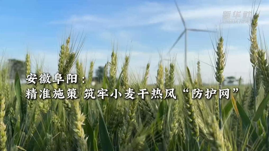 安徽阜阳：精准施策 筑牢小麦“干热风”防护网