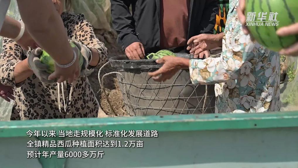 江苏淮安：“小糖丸”甜蜜上市