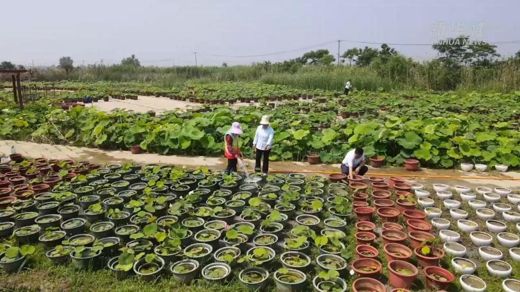 江苏金湖：荷花荡万余盆荷“整妆待嫁”