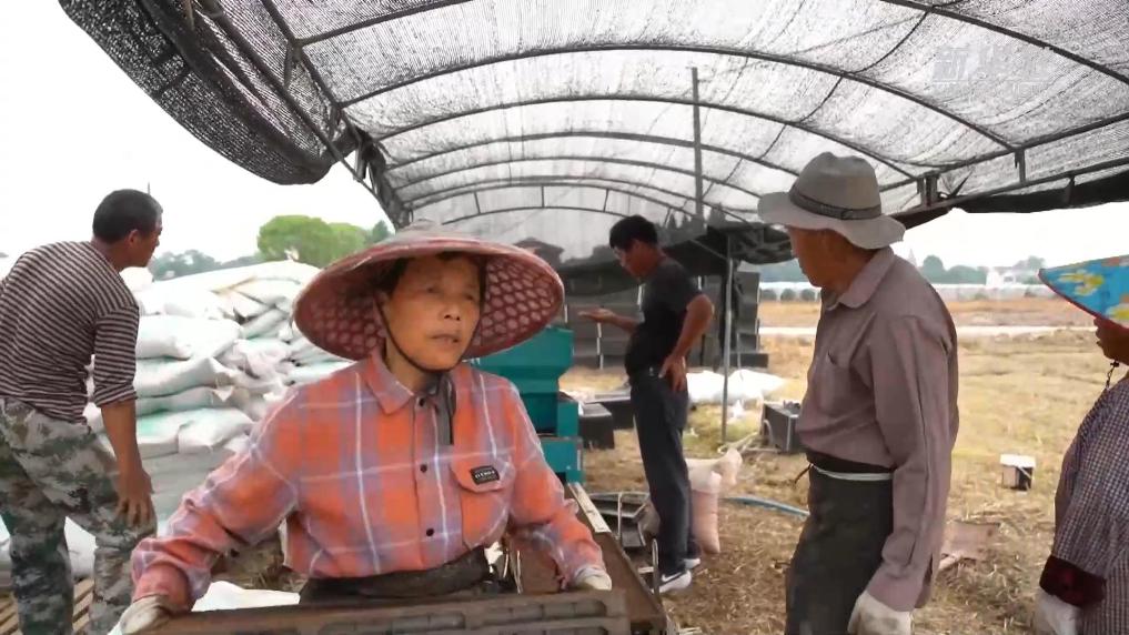 浙江长兴：全自动育秧流水线助力夏种稳产