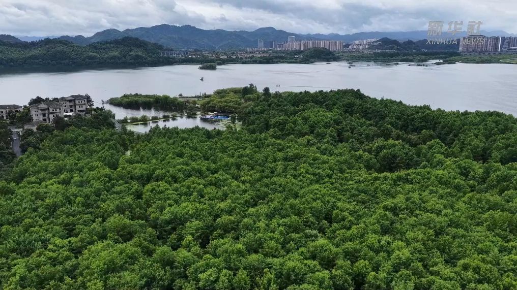 浙江杭州临安：雨洗青山湖 杉影浸清波