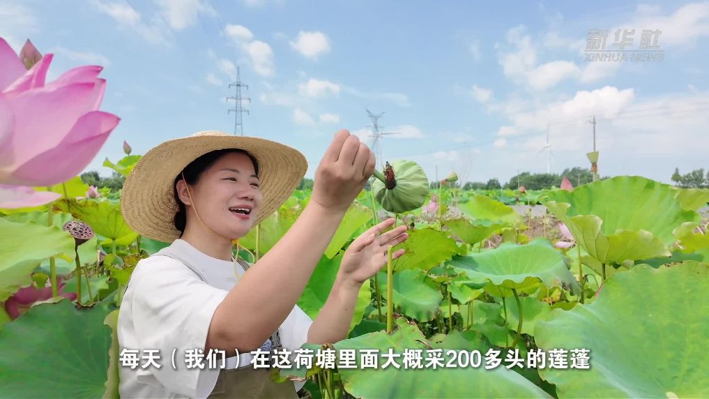 江苏金湖：“水果”莲蓬 “鲜”出水