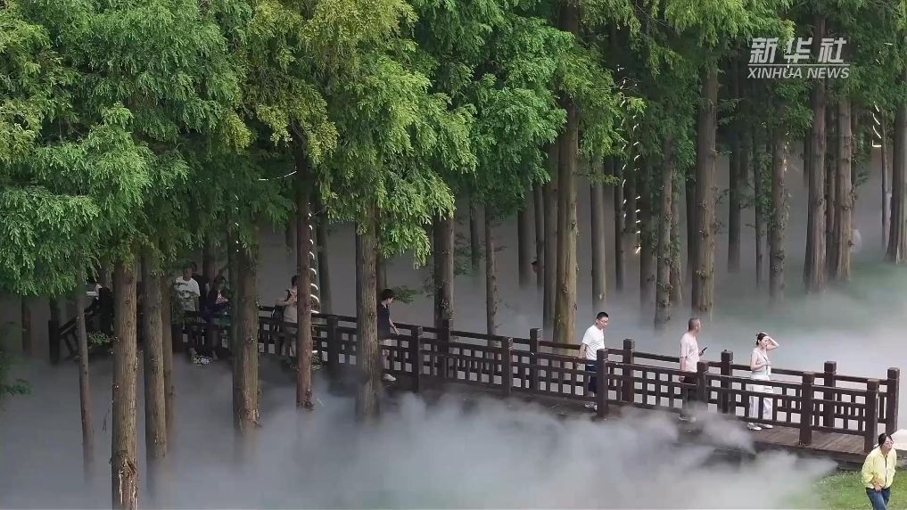 江苏南京：杉林溯溪解锁夏日微度假新体验