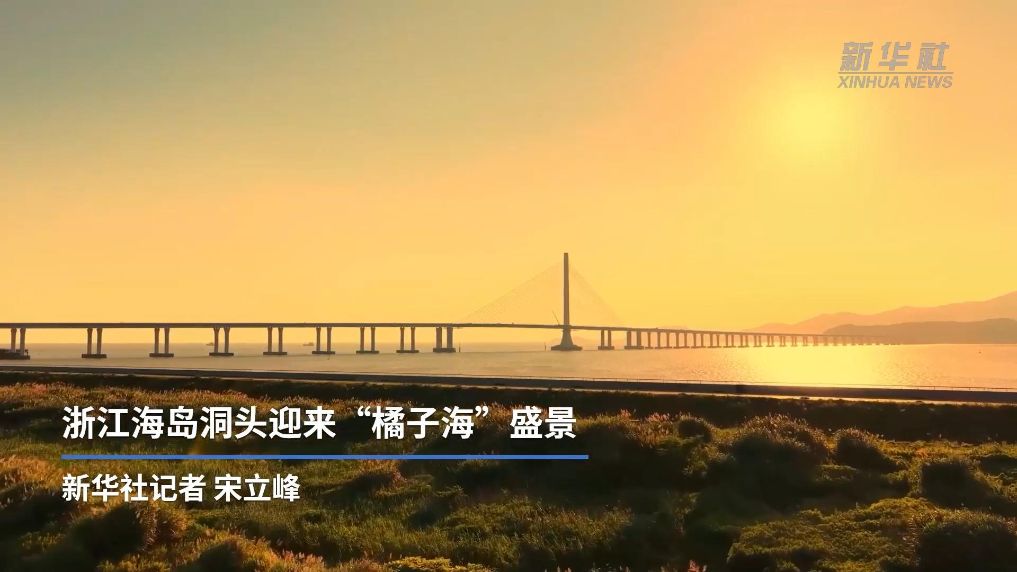 浙江海岛洞头迎来“橘子海”盛景