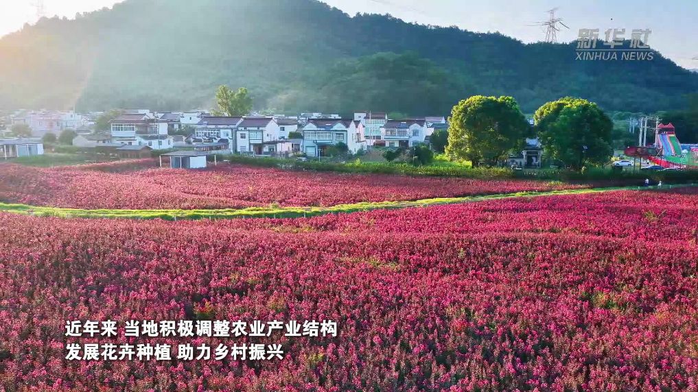 安徽池州：紫薇花开 扮靓乡村