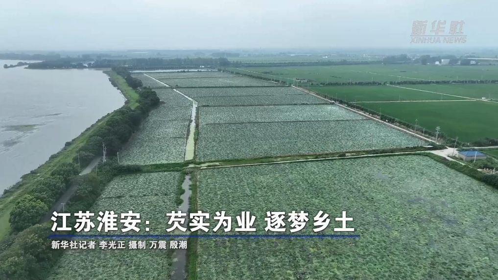 江苏淮安：芡实为业 逐梦乡土