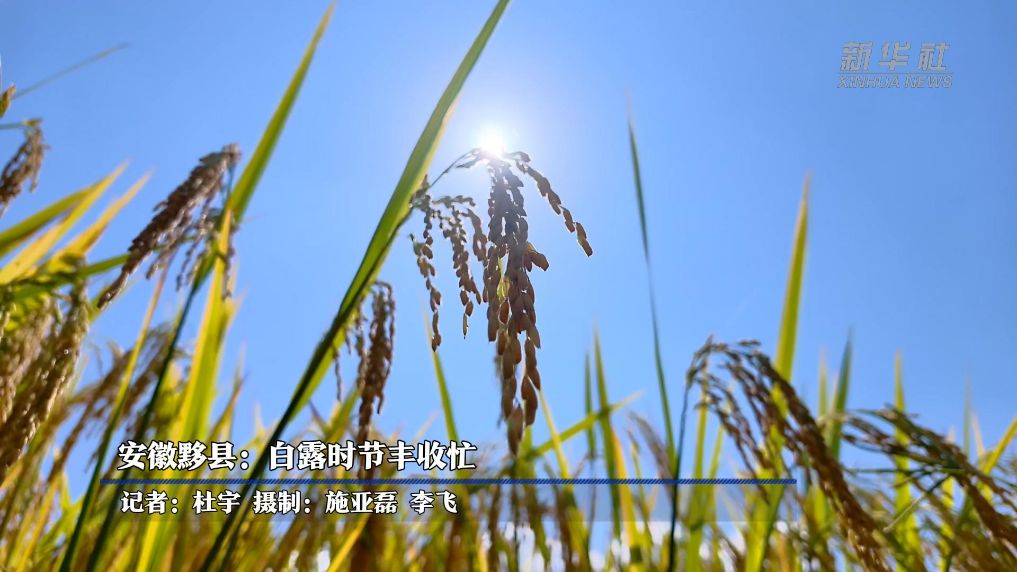 安徽黟县：白露时节丰收忙