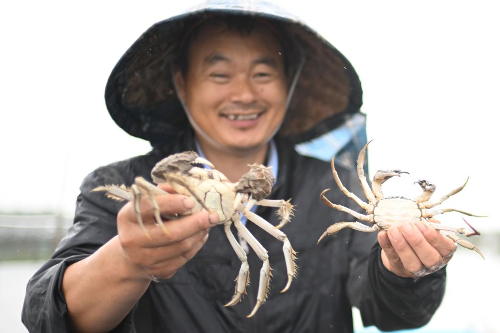 江苏苏州：阳澄湖大闸蟹开捕