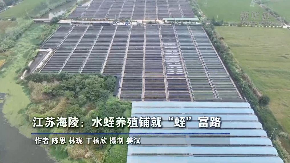 江苏海陵：水蛭养殖铺就“蛭”富路
