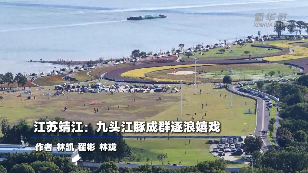 江苏靖江：九头江豚成群逐浪嬉戏