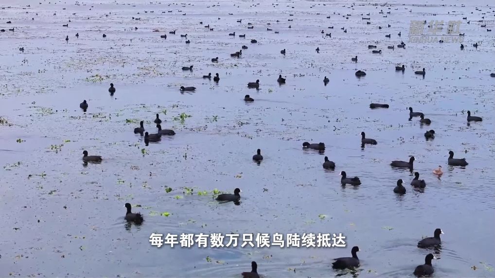 江苏淮安：白马湖首批白骨顶鸡飞抵越冬