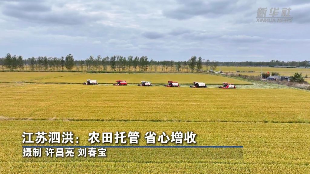 江苏泗洪：农田托管 省心增收