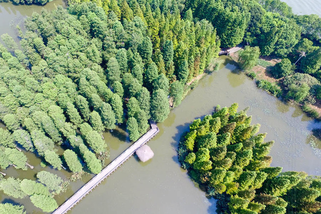 航拍上海青西郊野公園 60畝水上森林池杉奇觀