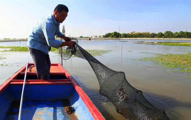 江苏溧阳:秋风起 蟹脚肥
