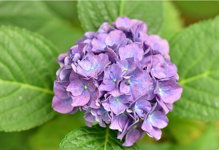 近萬余株50多個品種 共青森林公園八仙花進入最佳賞花期