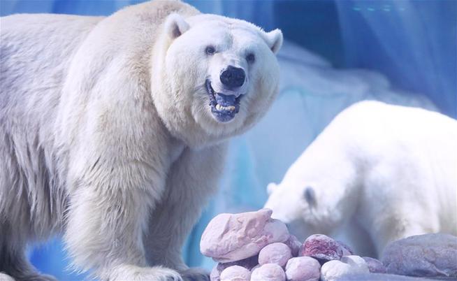 北極熊歡樂度元宵