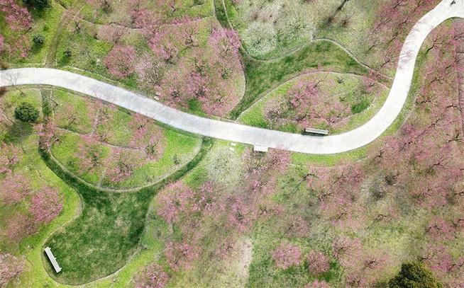 上海：梅花綻放春意濃