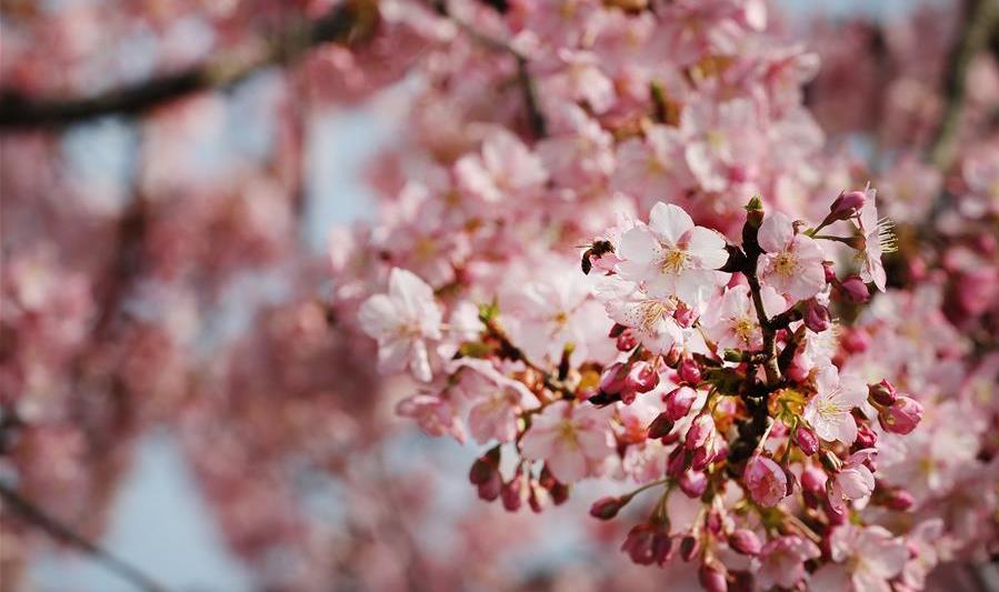 上海：櫻花綻放春意濃