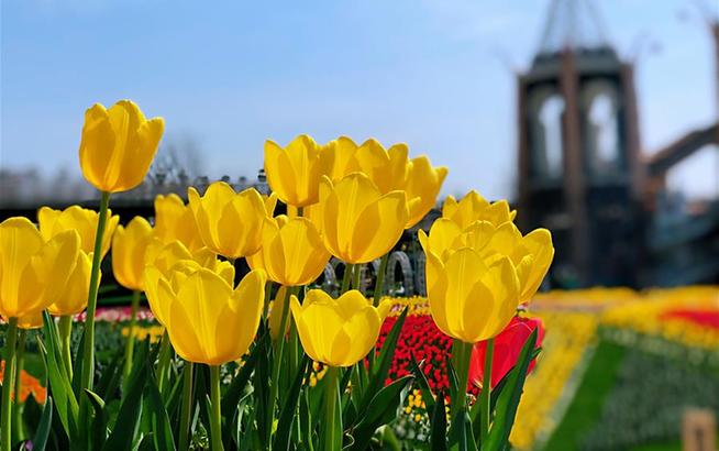 上海：花開春意濃